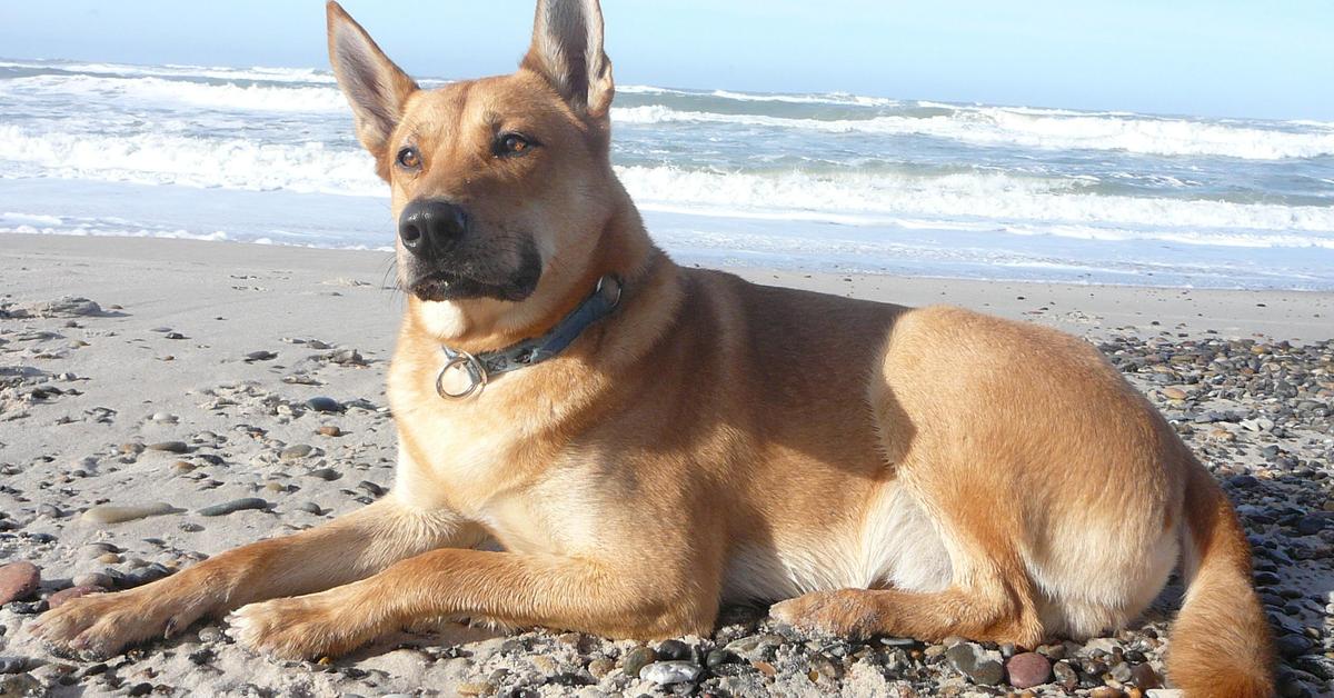 Detailed shot of the Carolina Dog, or Canis Lupus, in its natural setting.