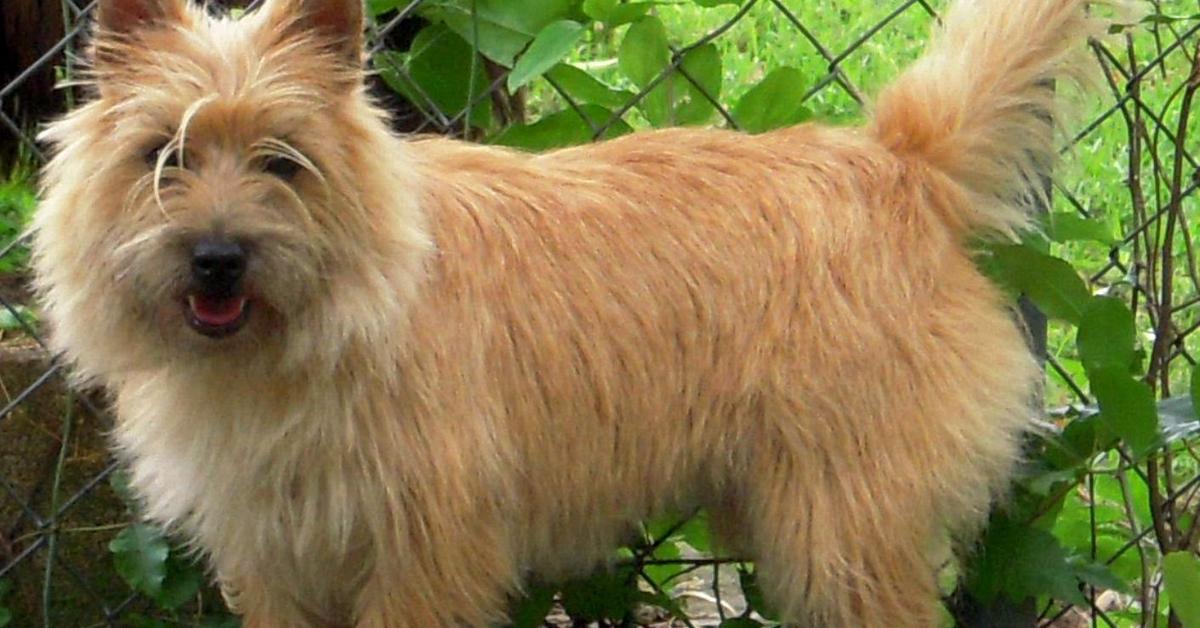 Elegant Cairn Terrier in its natural habitat, called Anjing Cairn Terrier in Indonesia.