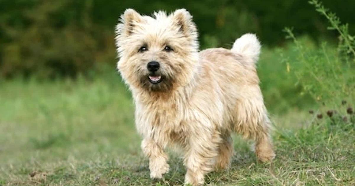 Glimpse of the Cairn Terrier, known in the scientific community as Canis Lupus.