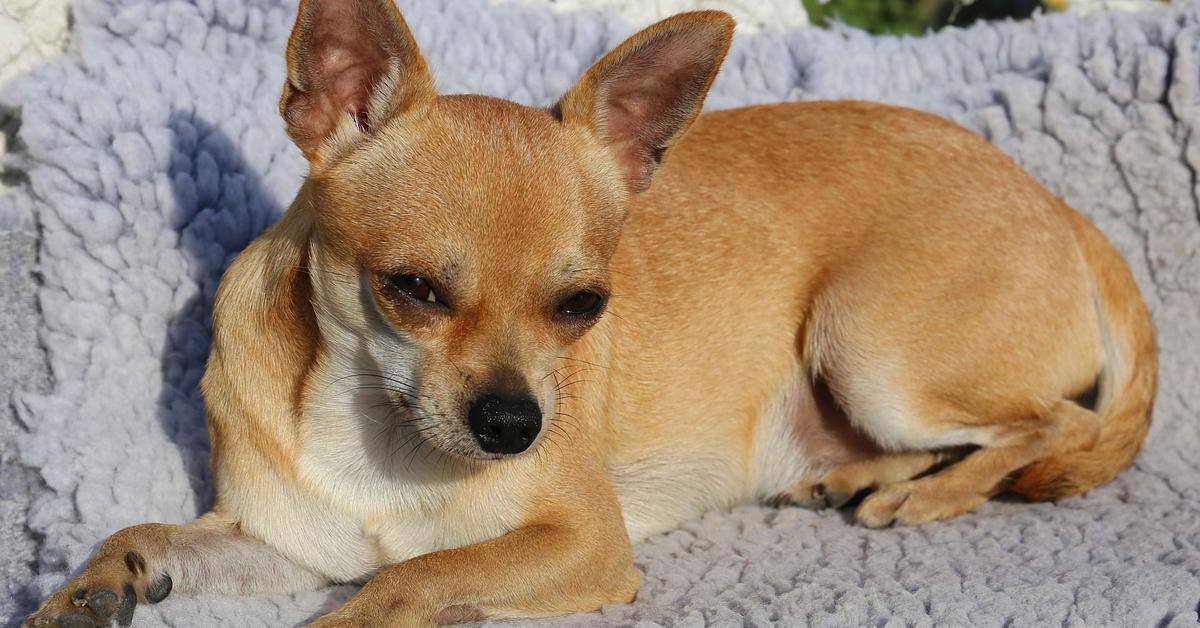 The Chihuahua, a beautiful species also known as Chihuahua in Bahasa Indonesia.