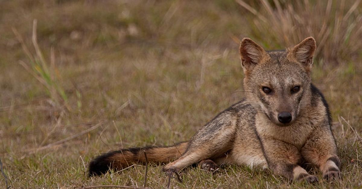 The Crab-Eating Fox, a species known as Cerdocyon thous, in its natural splendor.