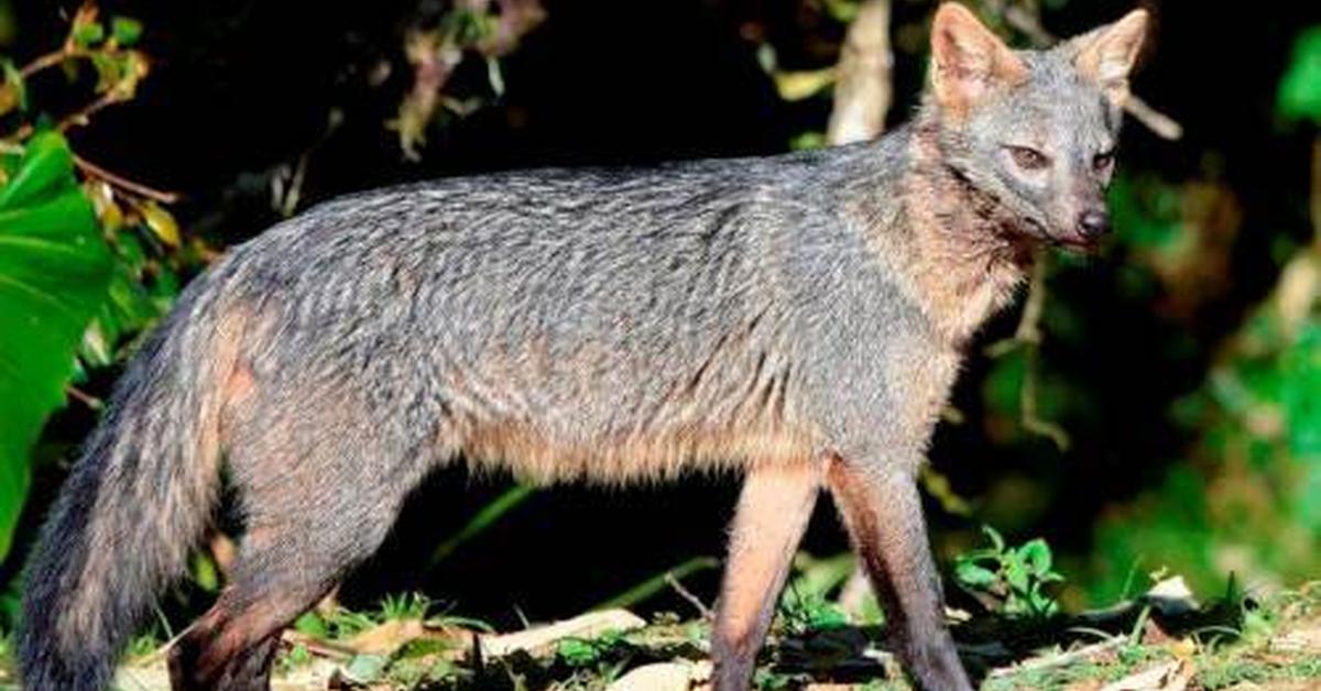 Iconic view of the Crab-Eating Fox, or Cerdocyon thous, in its habitat.