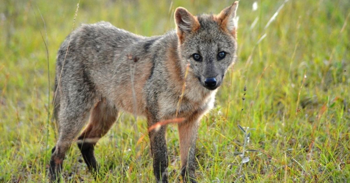 Striking appearance of the Crab-Eating Fox, known in scientific circles as Cerdocyon thous.