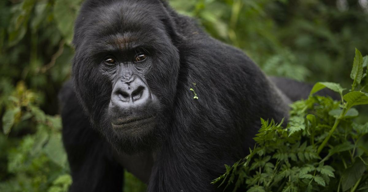 Image showcasing the Cross River Gorilla, known in Indonesia as Gorila Sungai Silang.