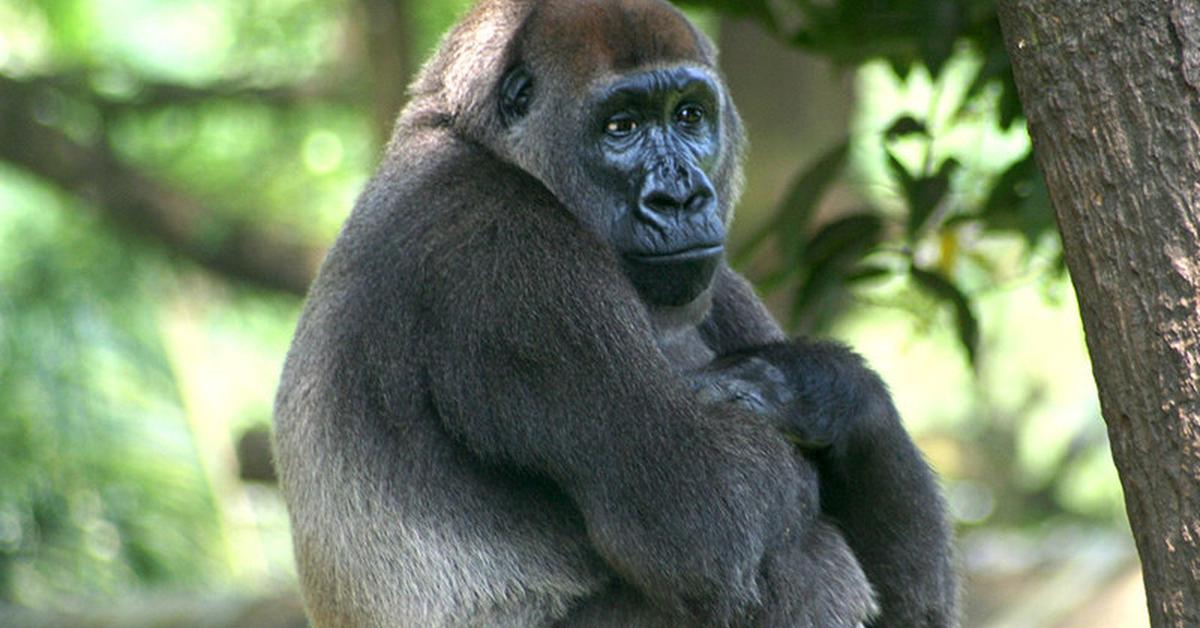 Stunning depiction of Cross River Gorilla, also referred to as Gorilla gorilla diehli.