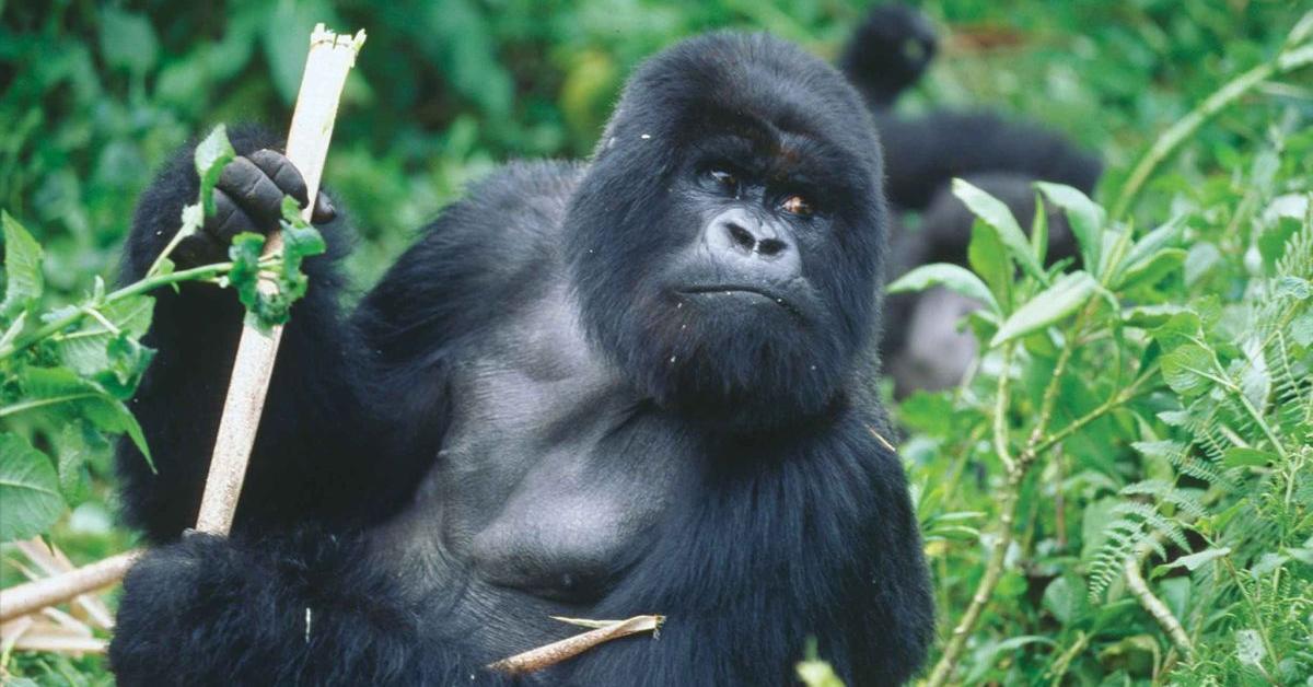 Captured elegance of the Cross River Gorilla, known in Indonesia as Gorila Sungai Silang.