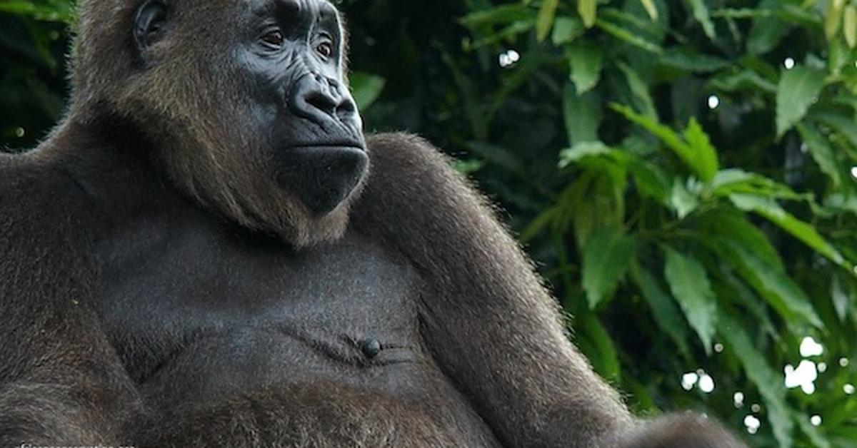 The remarkable Cross River Gorilla (Gorilla gorilla diehli), a sight to behold.