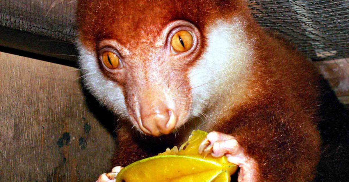 The Common Spotted Cuscus, a species known as Phalanger maculatus, in its natural splendor.