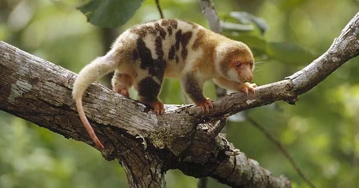 Snapshot of the intriguing Common Spotted Cuscus, scientifically named Phalanger maculatus.