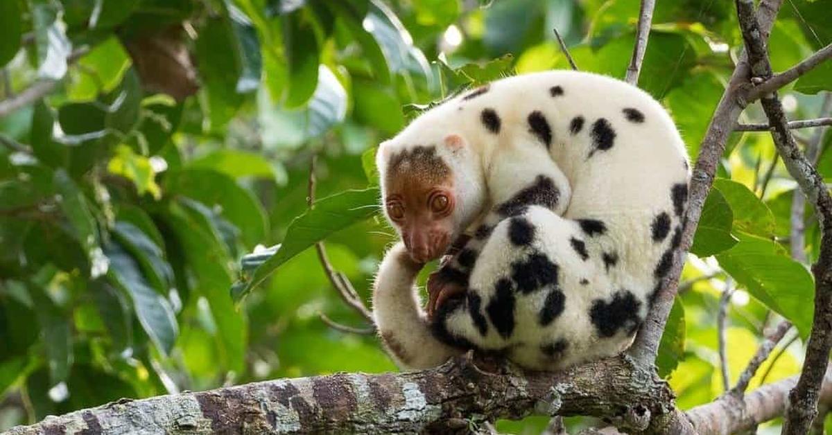 The Common Spotted Cuscus, a beautiful species also known as Kuskus Bintik-bintik Umum in Bahasa Indonesia.