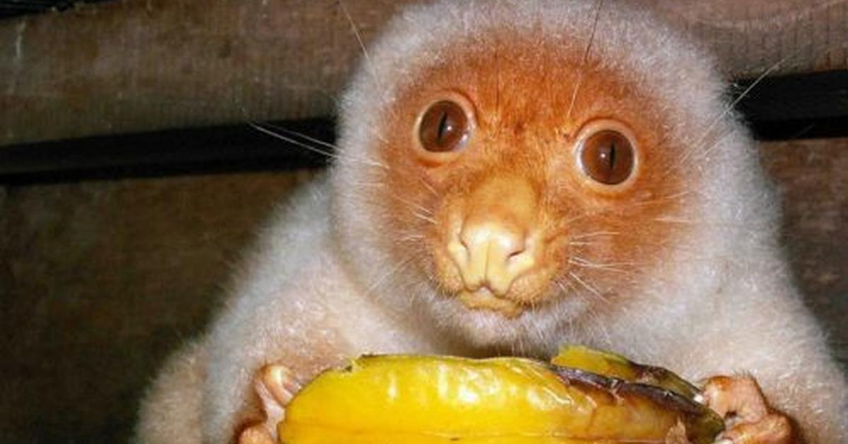 A beautiful representation of the Common Spotted Cuscus, scientifically Phalanger maculatus.