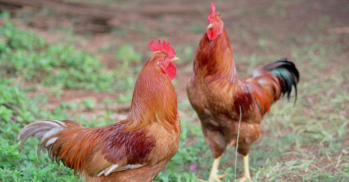 Vivid image of the Chicken, or Ayam in Indonesian context.