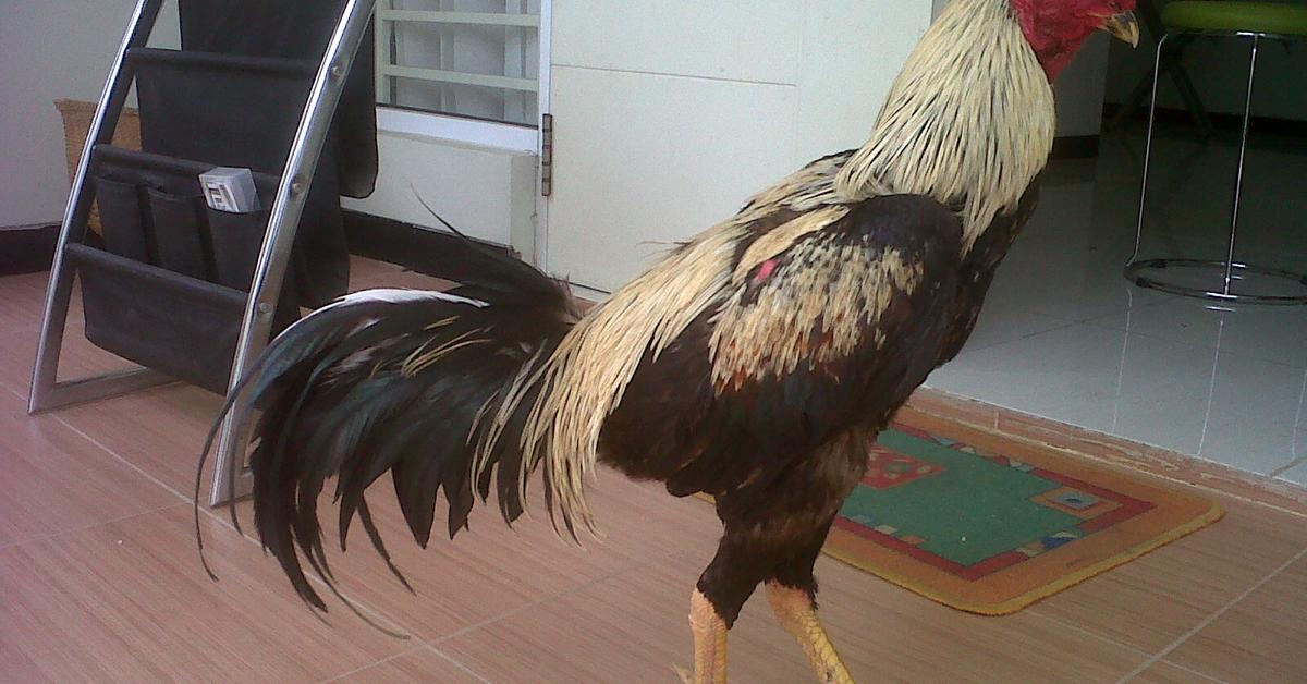 Stunning image of the Chicken (Gallus gallus), a wonder in the animal kingdom.