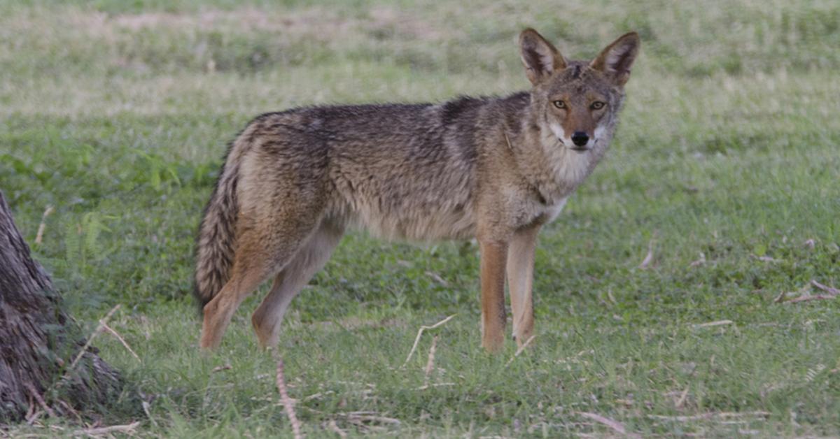 The Coyote, a beautiful species also known as Serigala in Bahasa Indonesia.