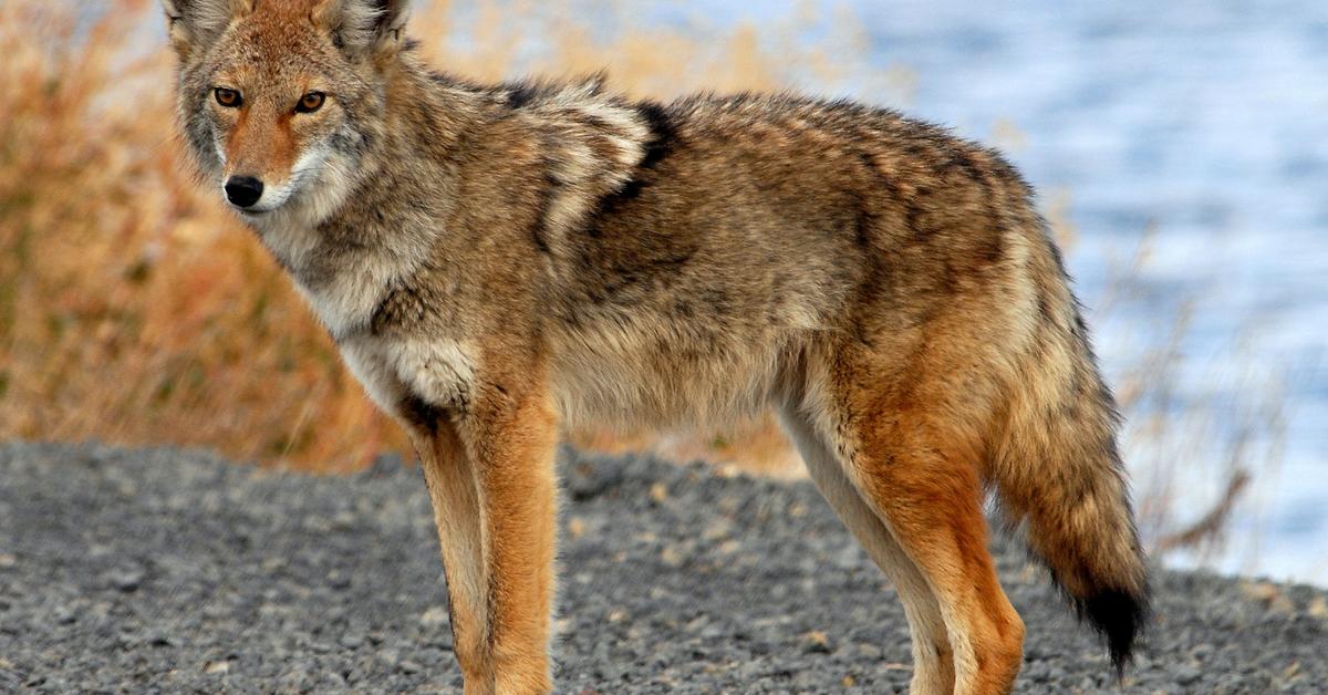 Captivating view of the Coyote, known in Bahasa Indonesia as Serigala.