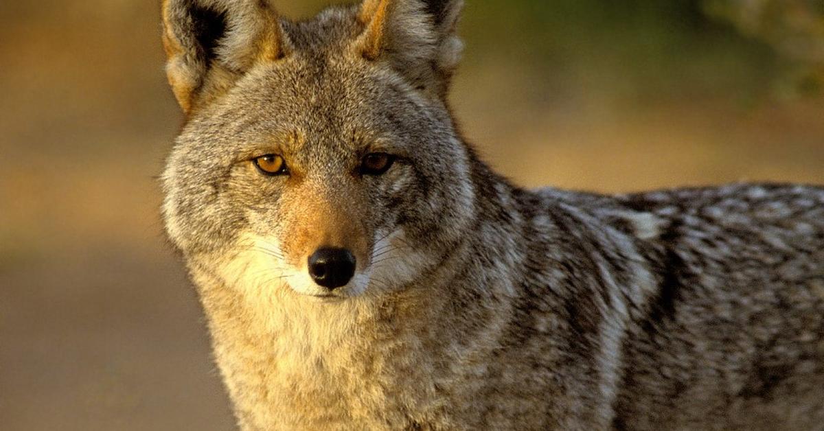 Stunning image of the Coyote (Canis latrans), a wonder in the animal kingdom.