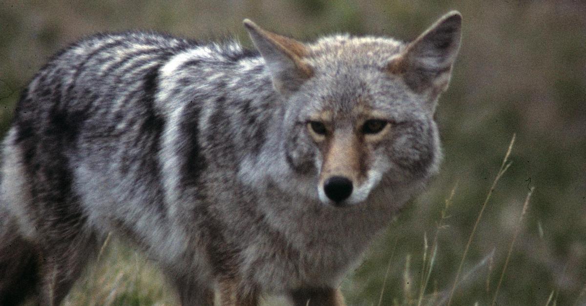 The Coyote, a species known as Canis latrans, in its natural splendor.