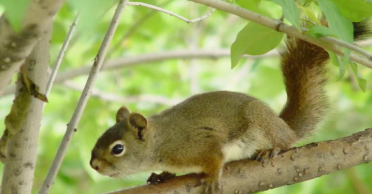 Iconic view of the Chipmunk, or Muridae, in its habitat.