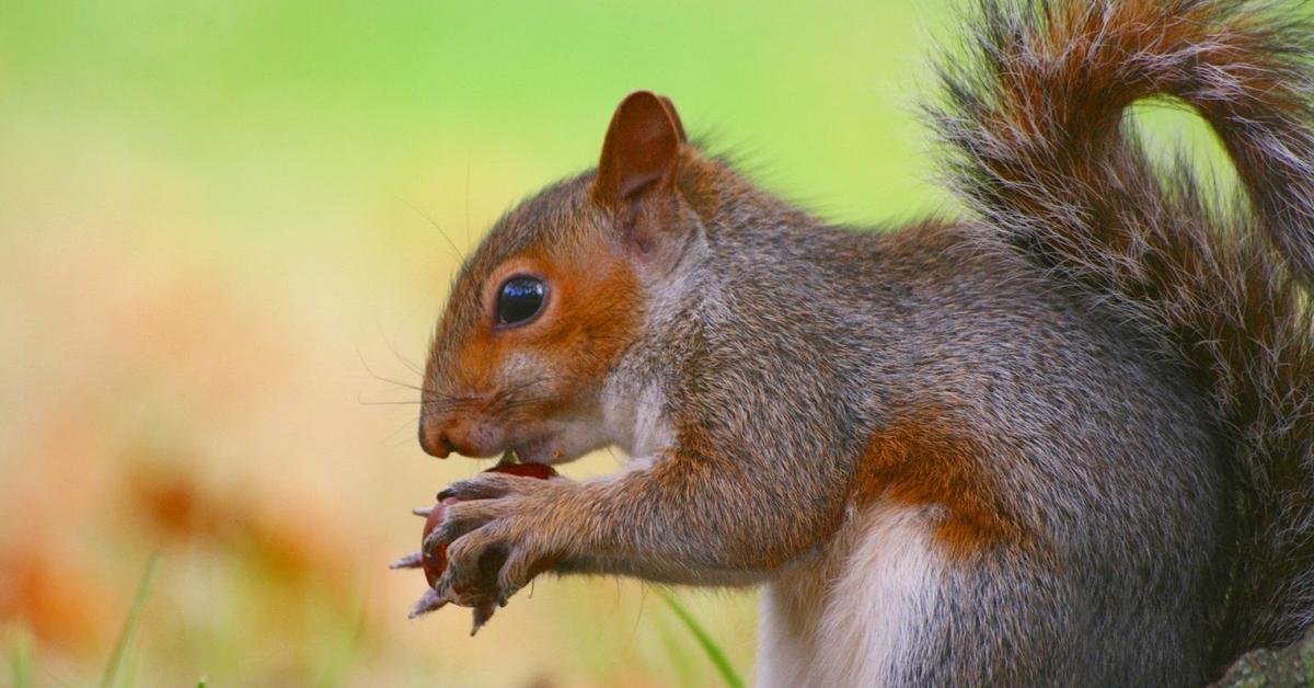 Graceful Chipmunk, a creature with the scientific name Muridae.