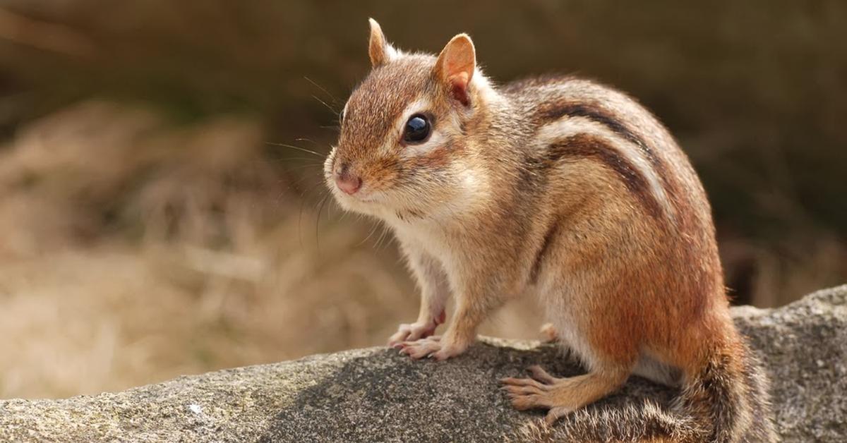 A beautiful representation of the Chipmunk, scientifically Muridae.