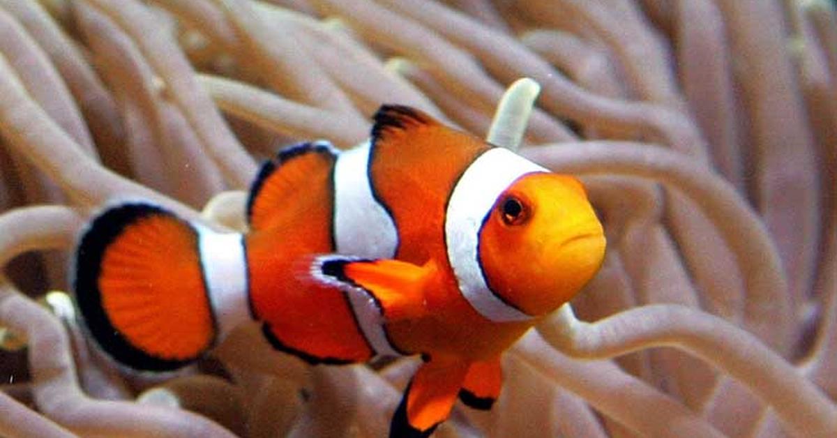 Striking appearance of the Clownfish, known in scientific circles as Dendrobatidae.