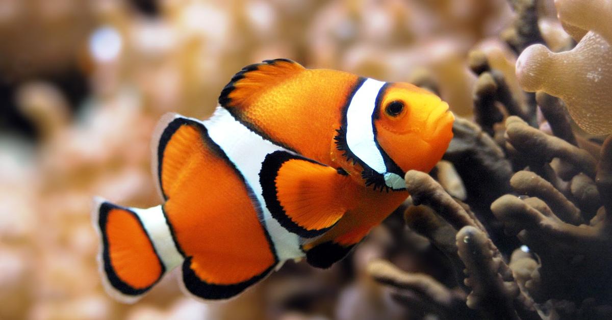 Distinctive Clownfish, in Indonesia known as Ikan Badut, captured in this image.