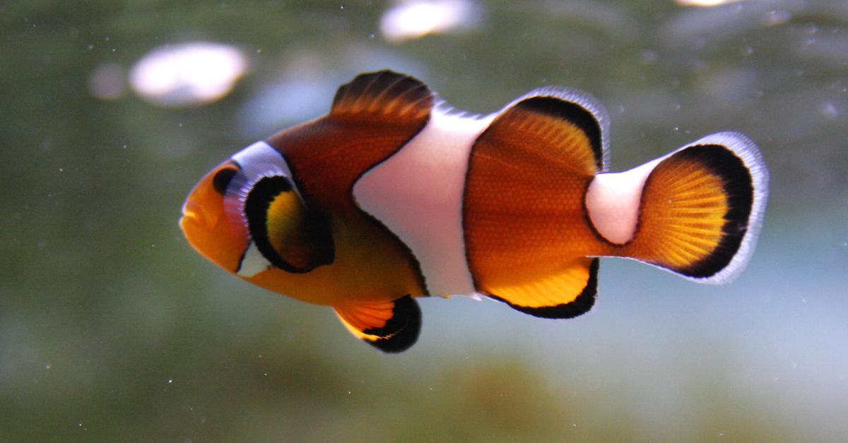 Captivating presence of the Clownfish, a species called Dendrobatidae.