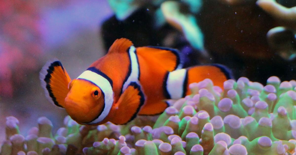 Dynamic image of the Clownfish, popularly known in Indonesia as Ikan Badut.