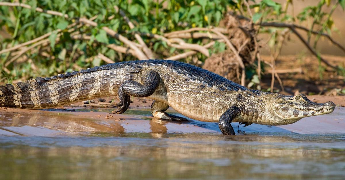 The elegant Caiman (Caiman crocodilus), a marvel of nature.