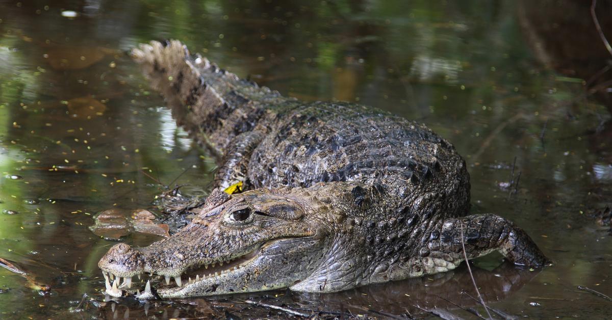 The Caiman, an example of Caiman crocodilus, in its natural environment.