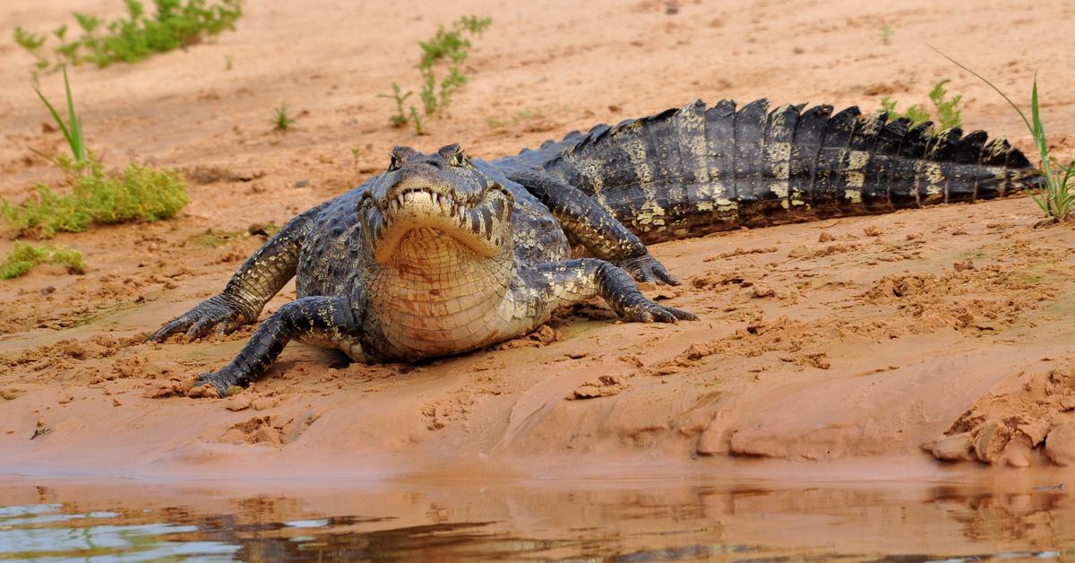 Visual representation of the Caiman, recognized in Indonesia as Kaiman.