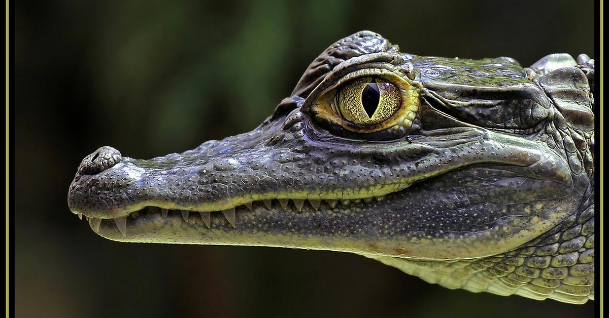 Striking appearance of the Caiman, known in scientific circles as Caiman crocodilus.