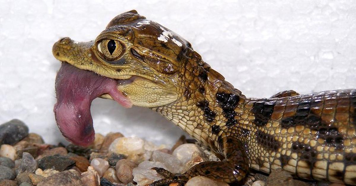 Photographic depiction of the unique Caiman, locally called Kaiman.