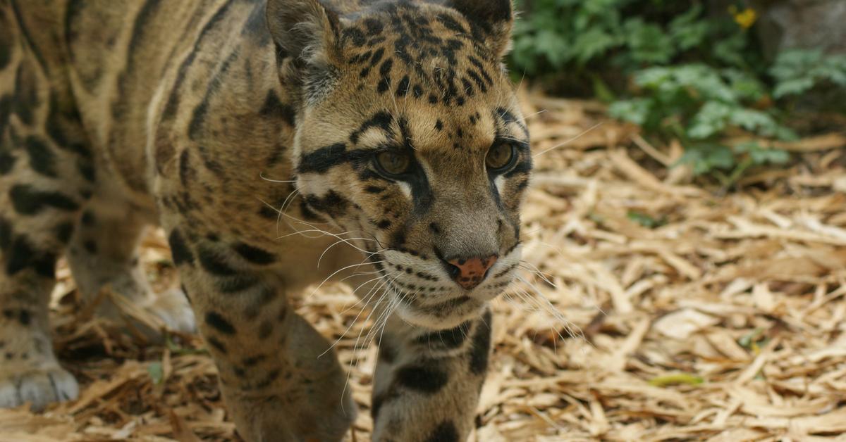 Stunning image of the Clouded Leopard (Neofelis nebulosa), a wonder in the animal kingdom.