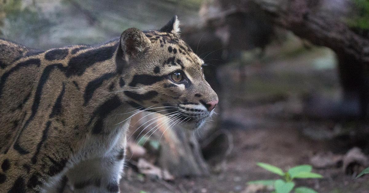 Exquisite image of Clouded Leopard, in Indonesia known as Macan Dahan.