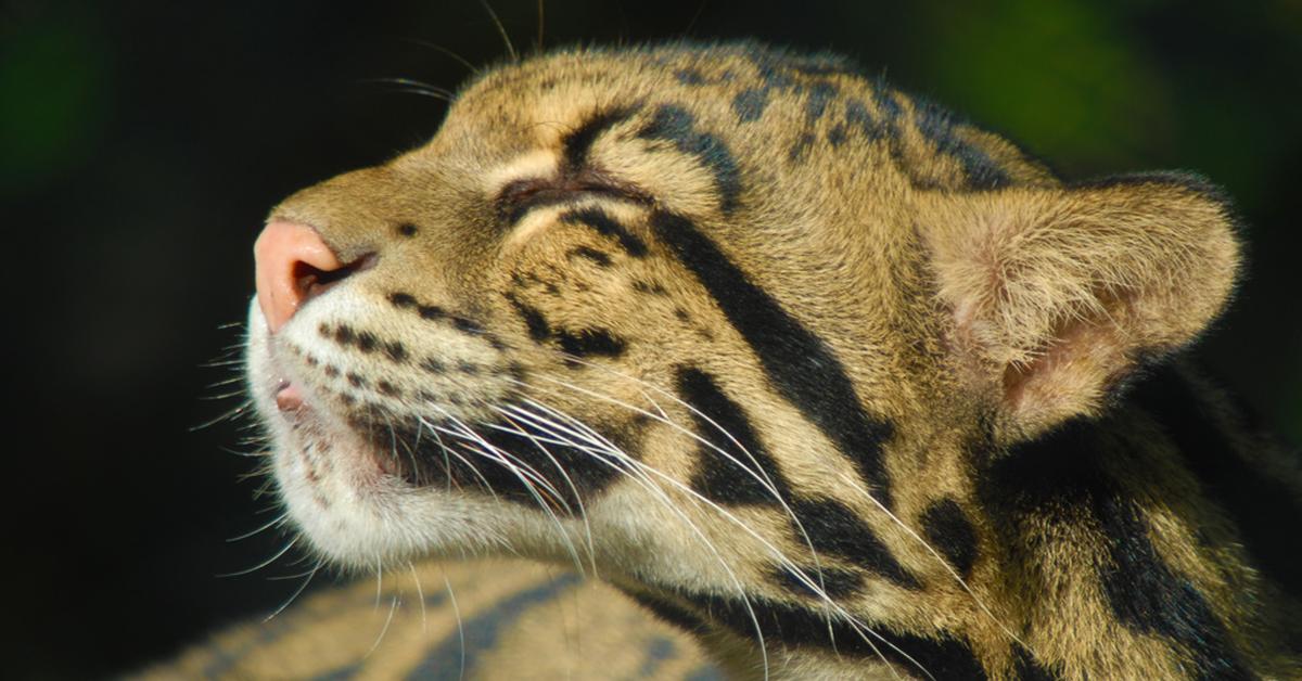 Captivating shot of the Clouded Leopard, or Macan Dahan in Bahasa Indonesia.