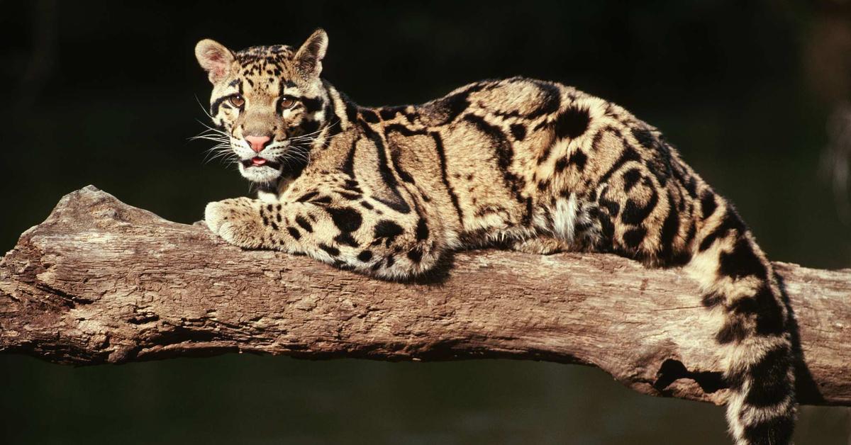 Splendid image of the Clouded Leopard, with the scientific name Neofelis nebulosa.