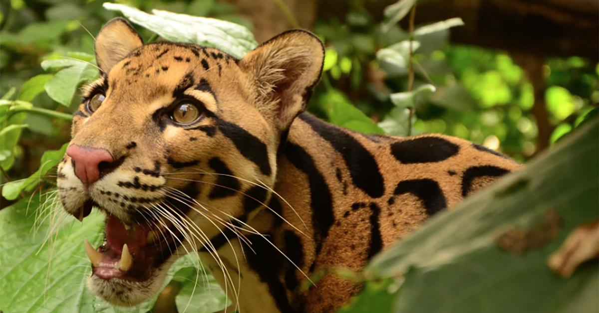 Elegant portrayal of the Clouded Leopard, also known as Neofelis nebulosa.