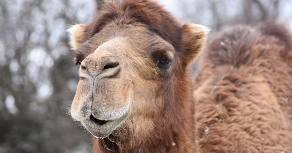 The majestic Camel, also called Unta in Indonesia, in its glory.