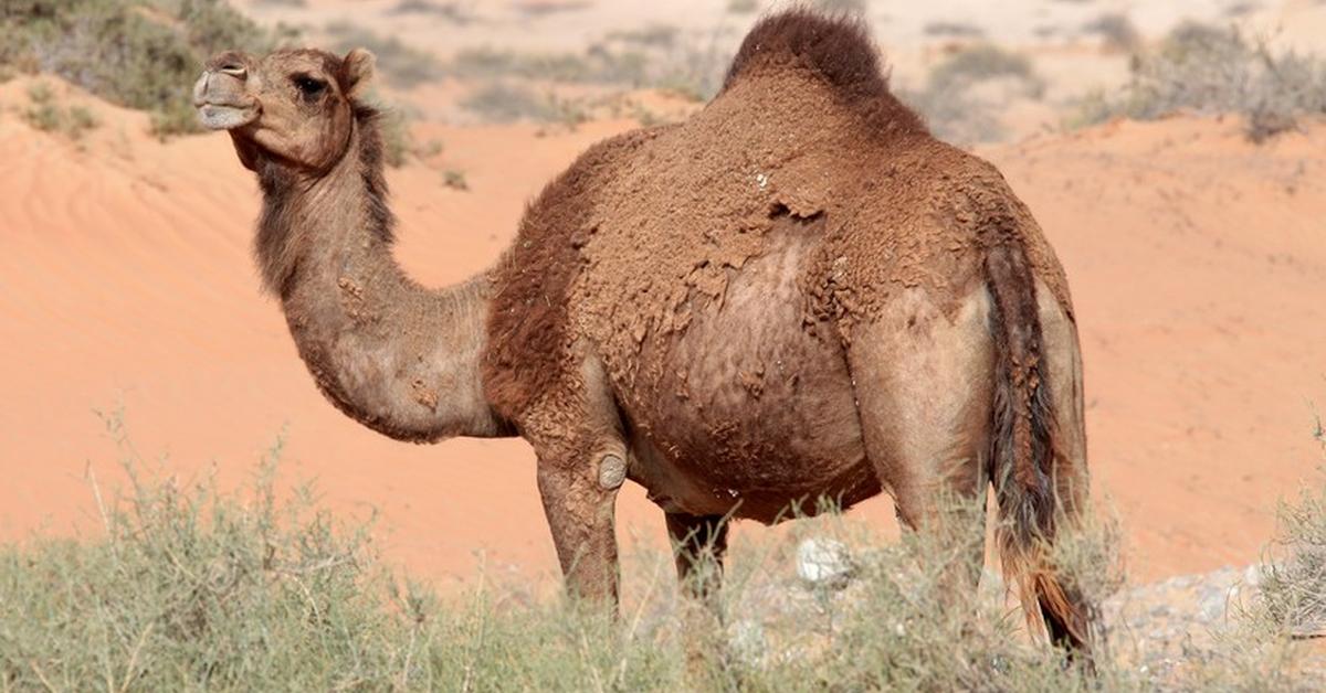 Captured moment of the Camel, in Indonesia known as Unta.