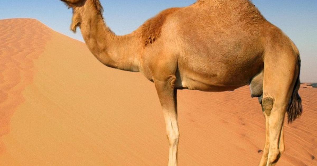 The Camel in its natural beauty, locally called Unta.