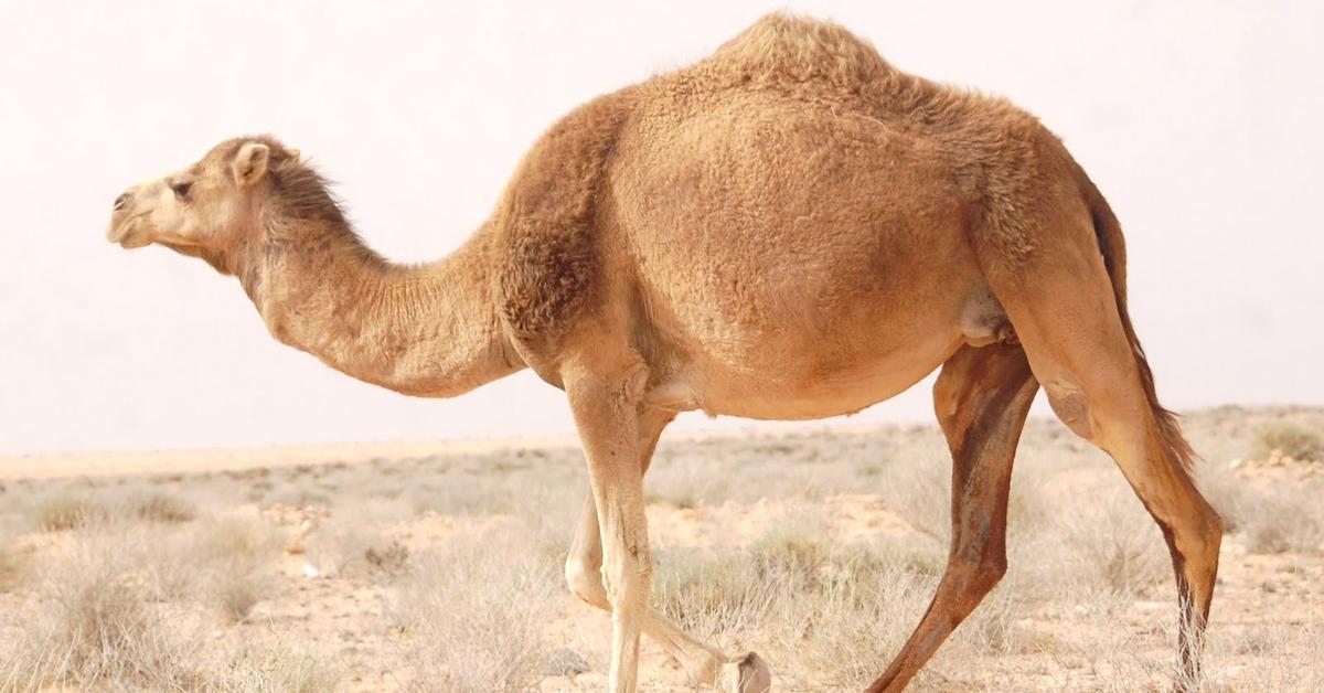 Photogenic Camel, scientifically referred to as Camelus dromedarius.