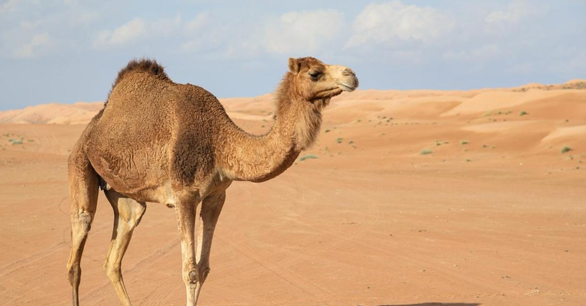 Striking appearance of the Camel, known in scientific circles as Camelus dromedarius.