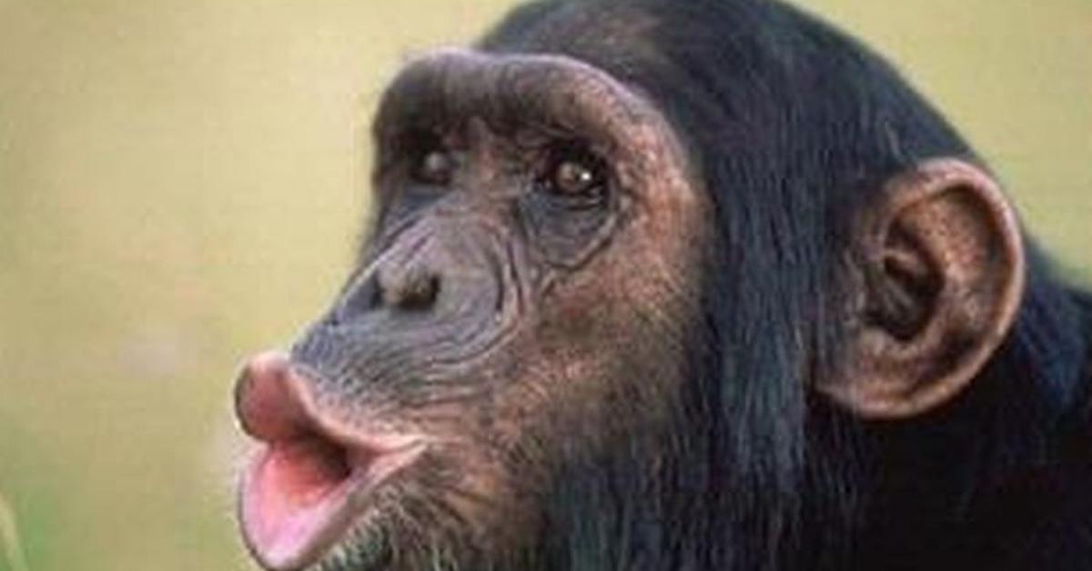 Stunning image of the Chimpanzee (Pan troglodytes), a wonder in the animal kingdom.