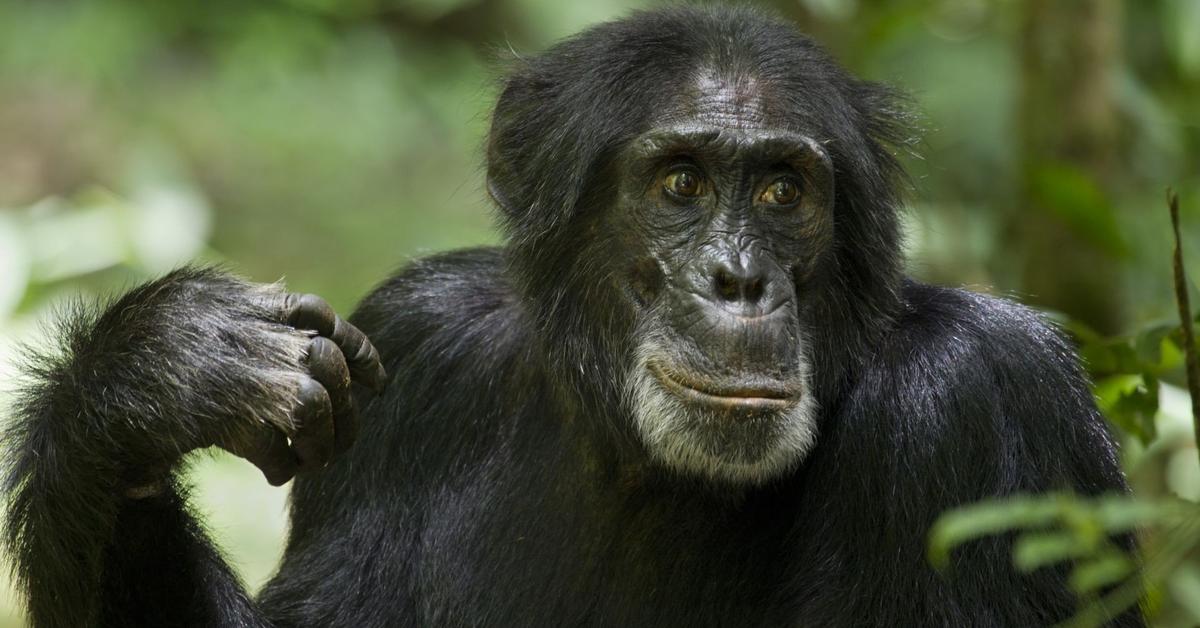 A look at the Chimpanzee, also recognized as Simpanse in Indonesian culture.