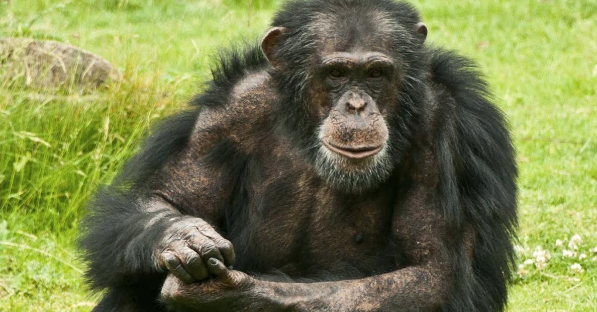 Stunning image of the Chimpanzee (Pan troglodytes), a wonder in the animal kingdom.