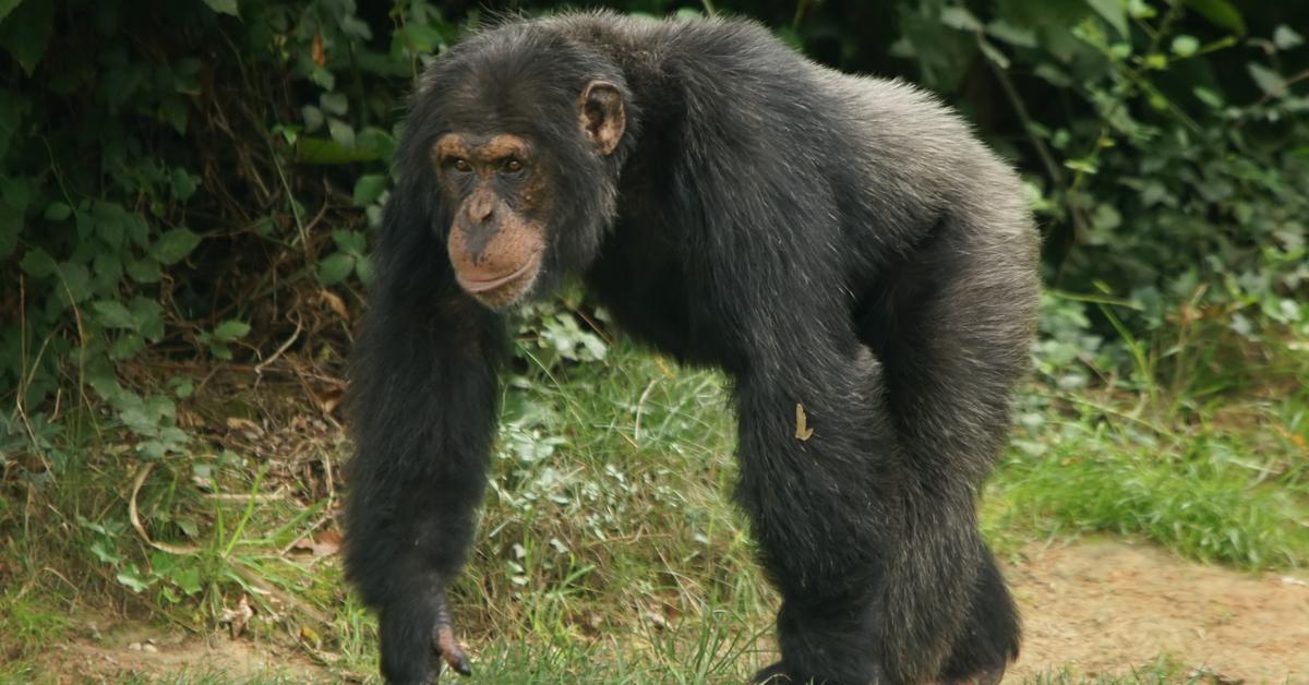 Dynamic image of the Chimpanzee, popularly known in Indonesia as Simpanse.