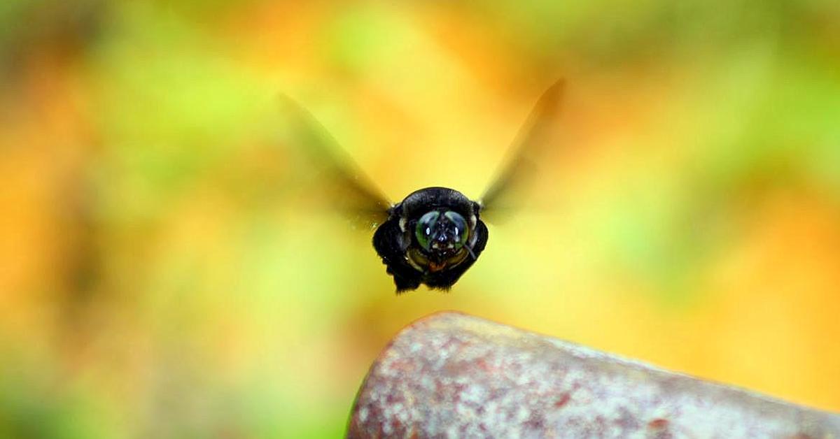 Captivating presence of the Cucumber Beetle, a species called Diabrotica.