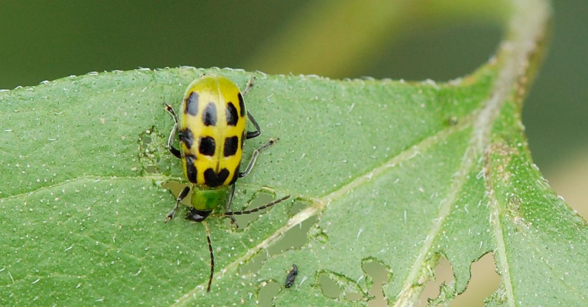 Iconic view of the Cucumber Beetle, or Diabrotica, in its habitat.