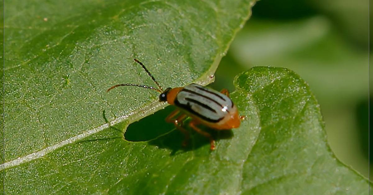 Captured beauty of the Cucumber Beetle, or Diabrotica in the scientific world.